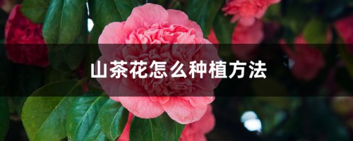 山茶花怎么种植方法，山茶花种植时间