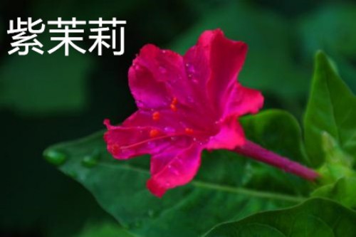 紫茉莉