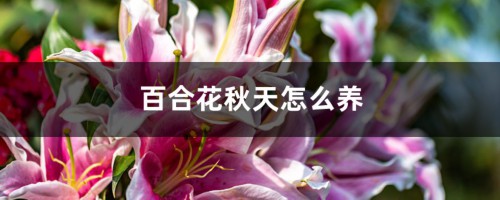 百合花秋天怎么养