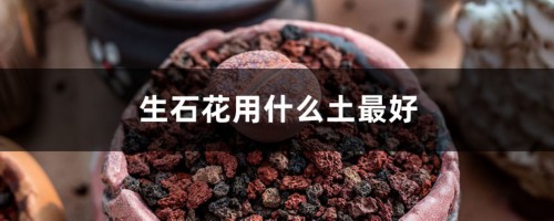 生石花用什么土最好