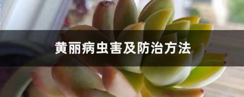 黄丽病虫害及防治方法