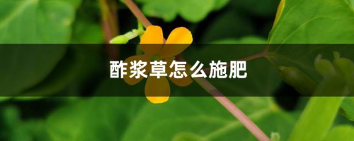 酢浆草怎么施肥