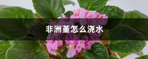 非洲堇怎么浇水