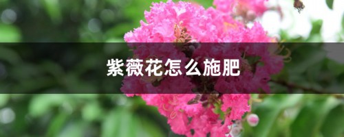 紫薇花怎么施肥