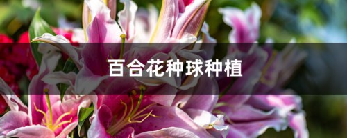 百合花种球种植